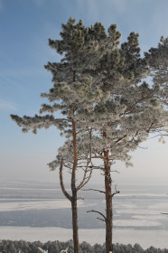 Заиндевевшие сосны на сопке любви