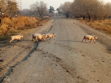 Калинино Михайловского района