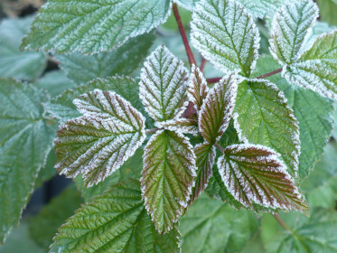 Первый заморозок, с. Екатеринославка