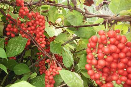 Лимонник в окрестностях Райчихинска