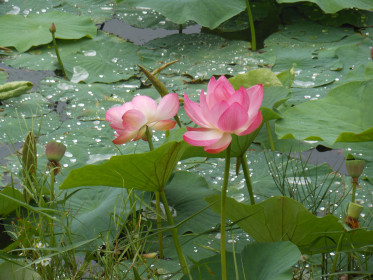 Красота Божьего Мира