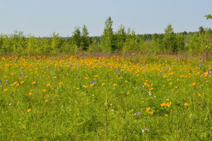 Огоньки. Красная Падь.
