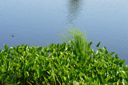 Стрекоза. Магдагачинский р-он.