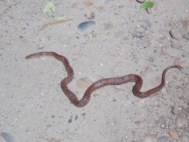 Щитомордник недалеко от лагеря "Белые горы"