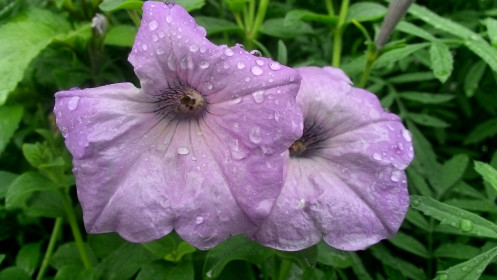 Архара, цветы