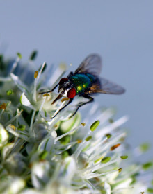Муха, Владимировка