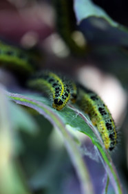 Гусеница, Владимировка