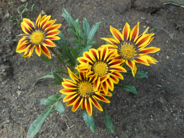 дети   солнышка, село Белогорка Серышевского района