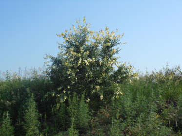 чудеса природы, село Белогорка Серышевского района--что за чудо с деревом--почему листья белые???