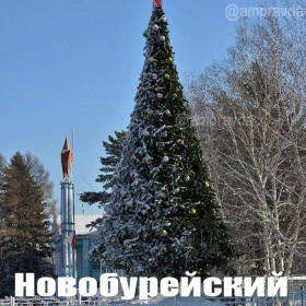 Амурские елки