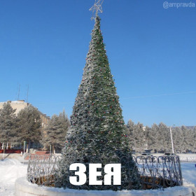 Амурские елки