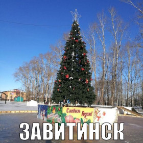 Амурские елки