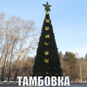 Амурские елки