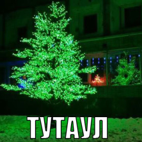 Амурские елки