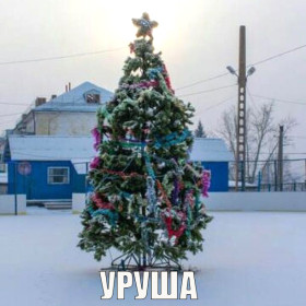 Амурские елки