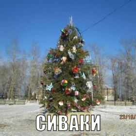 Амурские елки