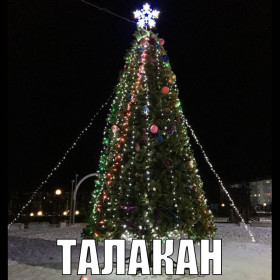 Амурские елки