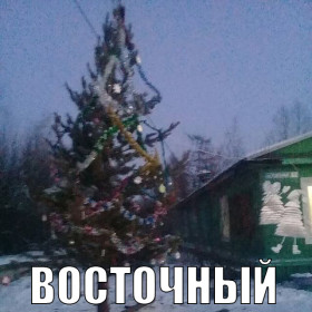 Амурские елки