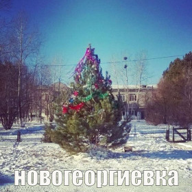 Амурские елки