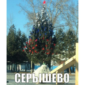 Амурские елки