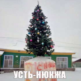 Амурские елки