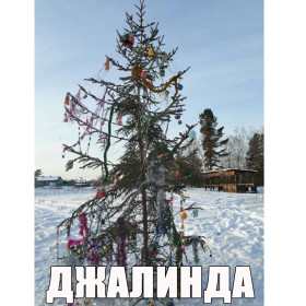 Амурские елки