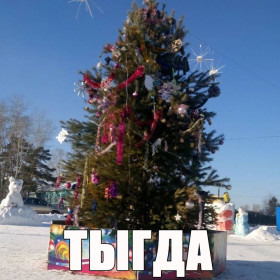 Амурские елки