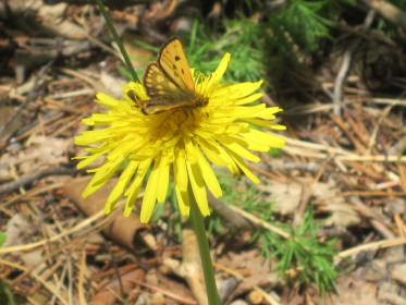 Каменный столб на реке Тынок в 1,5 км от впадения его в Зею В окресностях села Ураловка Шимановского района