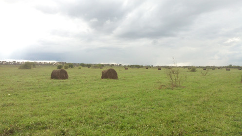 Сенокосы КФХ "Лабиринт" село Калинино