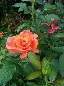 Одна из моих любимец роз. село Калинино