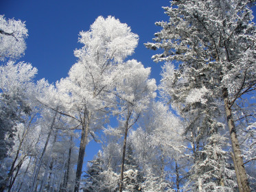 Зимняя тайга