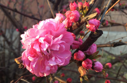 Амурская сакура. Благовещенск