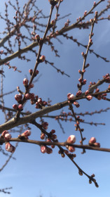 На даче вишня зацвела