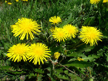 Одуванчики