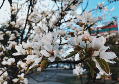 Цветущая груша