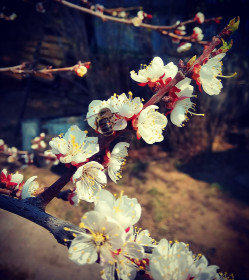 Дальневосточный абрикос