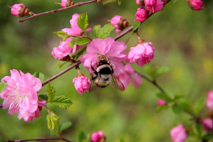 Один раз в год сады цветут...