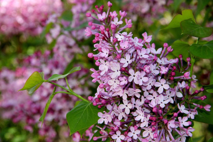 Один раз в год сады цветут...Сирень