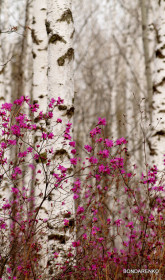 Весна идет! Весне дорогу!