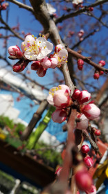 Цвет абрикоса в садах Благовещенска