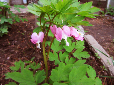 Разбитое сердце в саду