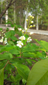 Так пахнет май