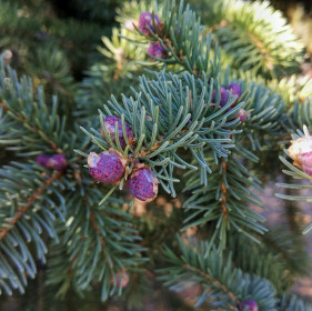 Красота в мелочах