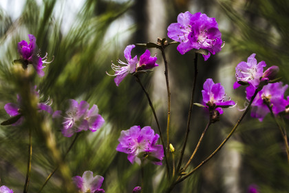 В лесу сосновом