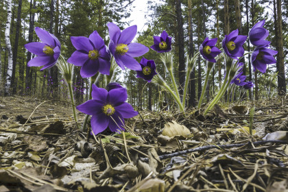 Наше здрасте