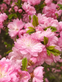 Жизнь в цветах