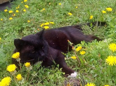 Мне одуванчик ближе всех цветов.