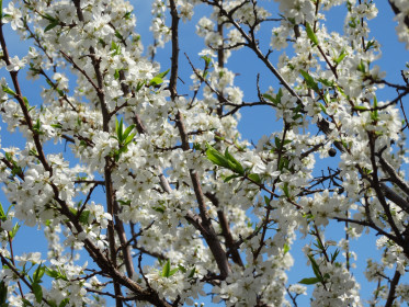 Краски весны