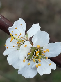 Ромны. Слива. Фото Становкиной