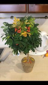 Осеннее деревце